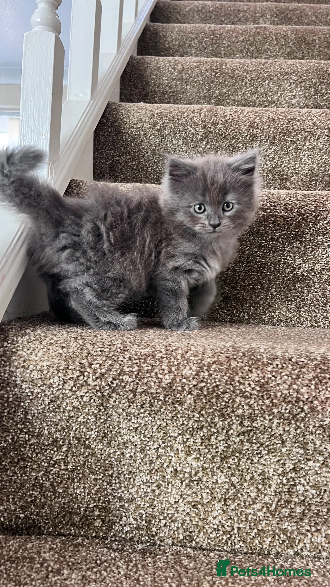 British Shorthair cats for sale: British short hair kittens - Advert 2