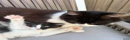 Mixed Breed cats for sale: Adorable kitten for sale, ready now! - Advert 2