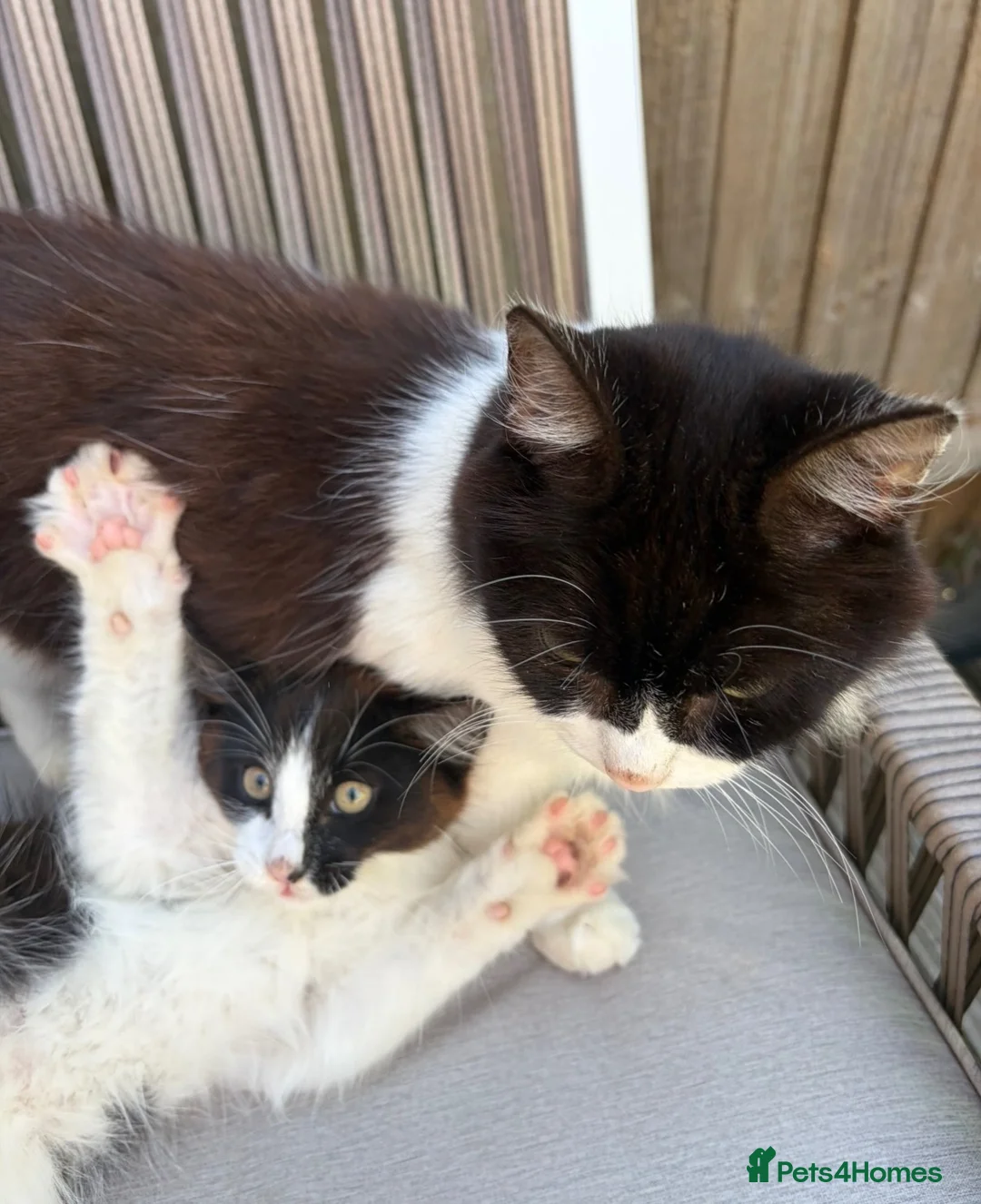 Mixed Breed cats for sale: Adorable kitten for sale, ready now! - Advert 2