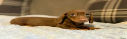 Miniature Dachshund dogs for sale: 3 puppies ready to leave  - Advert 17