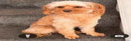 Cavapoo dogs for sale: Cavapoo puppies - Advert 2