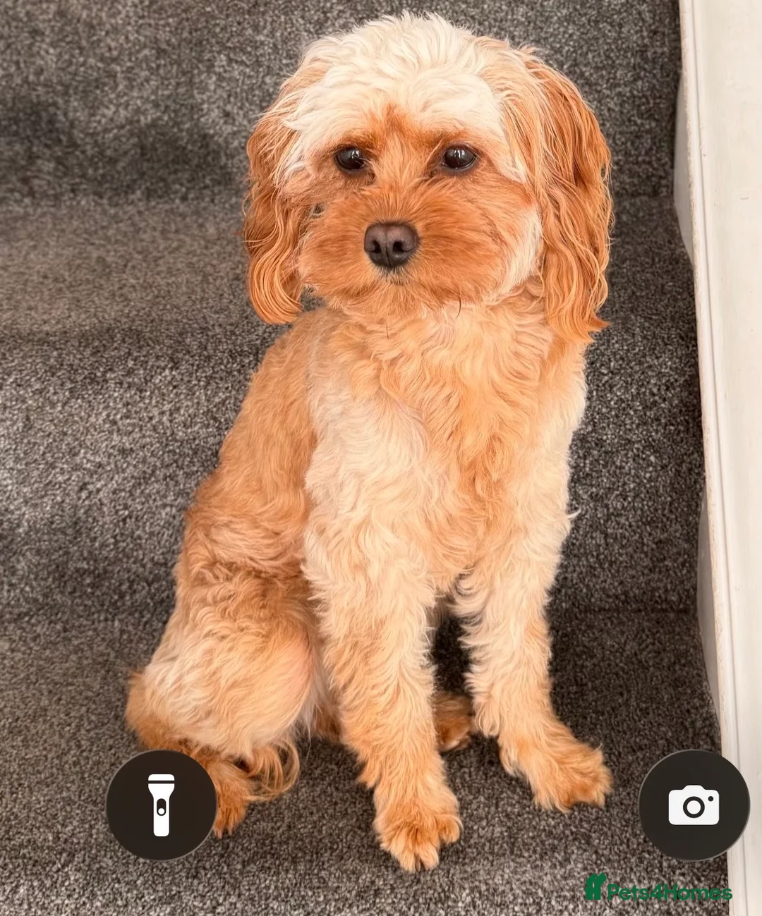 Cavapoo dogs for sale: Cavapoo puppies - Advert 2
