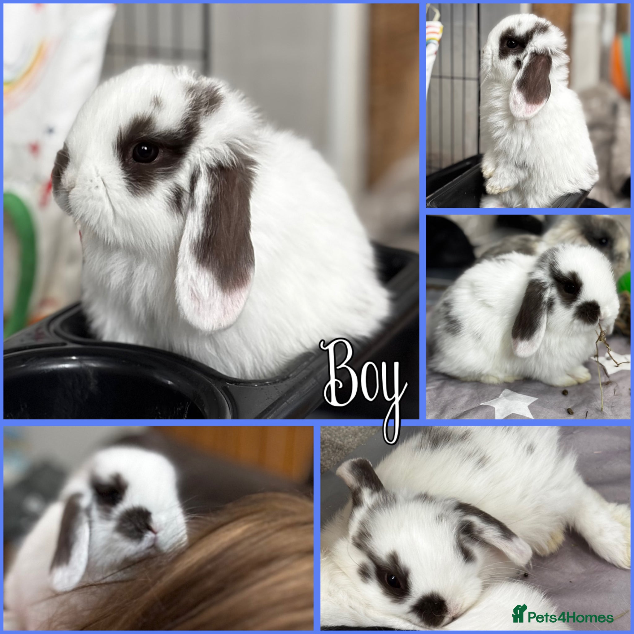 Mini Lop rabbits Mini lop babies - ready 9th/10th May - Advert 16