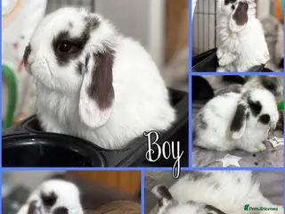 Mini Lop rabbits Mini lop babies - ready 9th/10th May - Advert 16