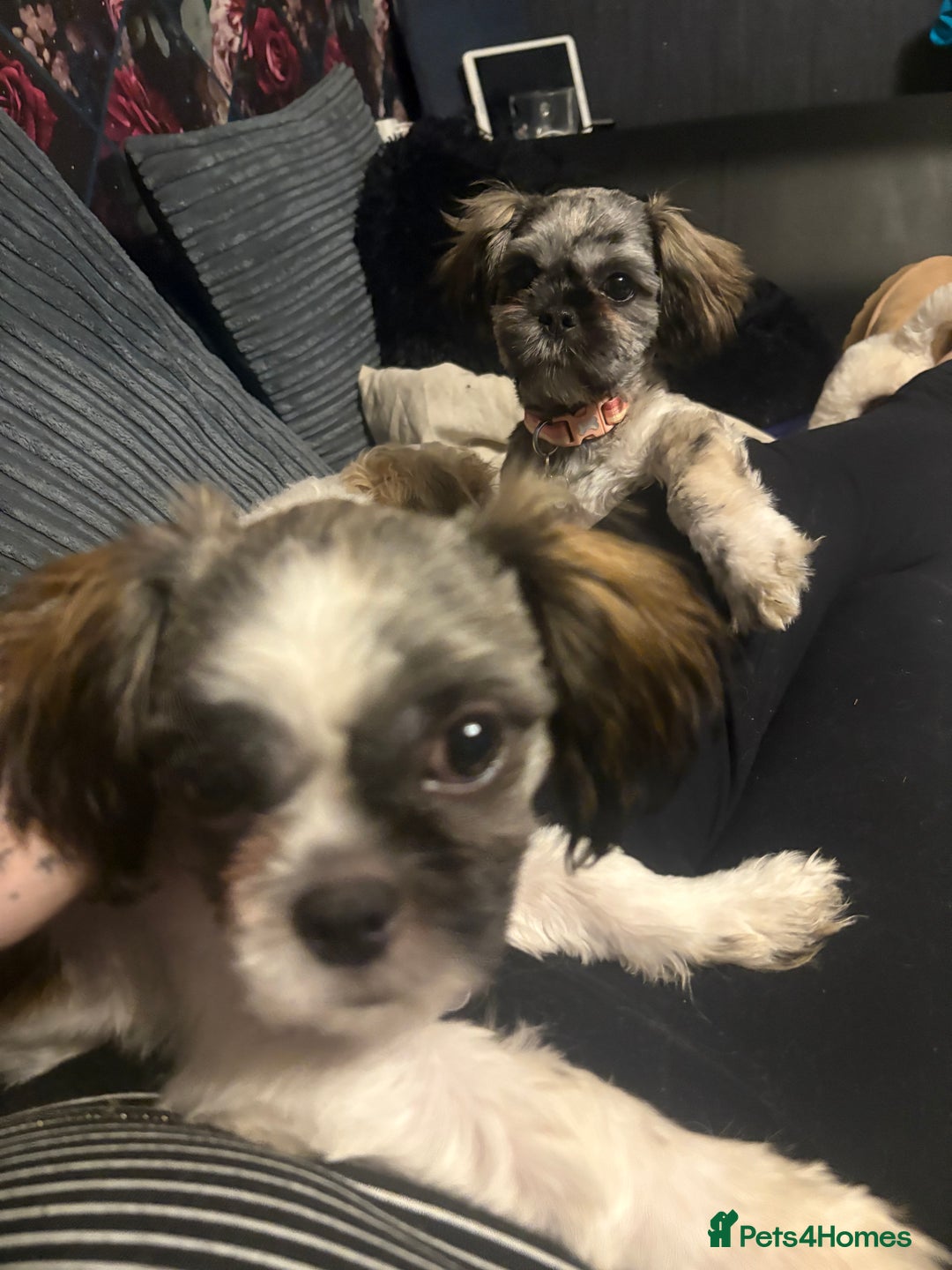 Shih Tzu dogs for sale: 2 x Shih Tzu girls  - Advert 3