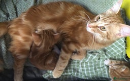 British Longhair cats for sale: 2 x Beautiful Ginger Girls, must go together ❤️ - Image 4