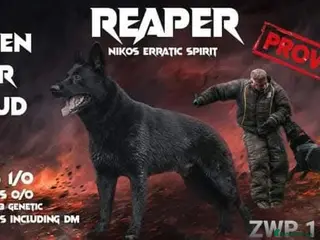 German Shepherd dogs Top Quality German Shepherd Dog at Stud - Advert 2