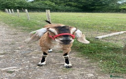 Goats livestock for sale: two angolo-Nubian goats  - Image 3
