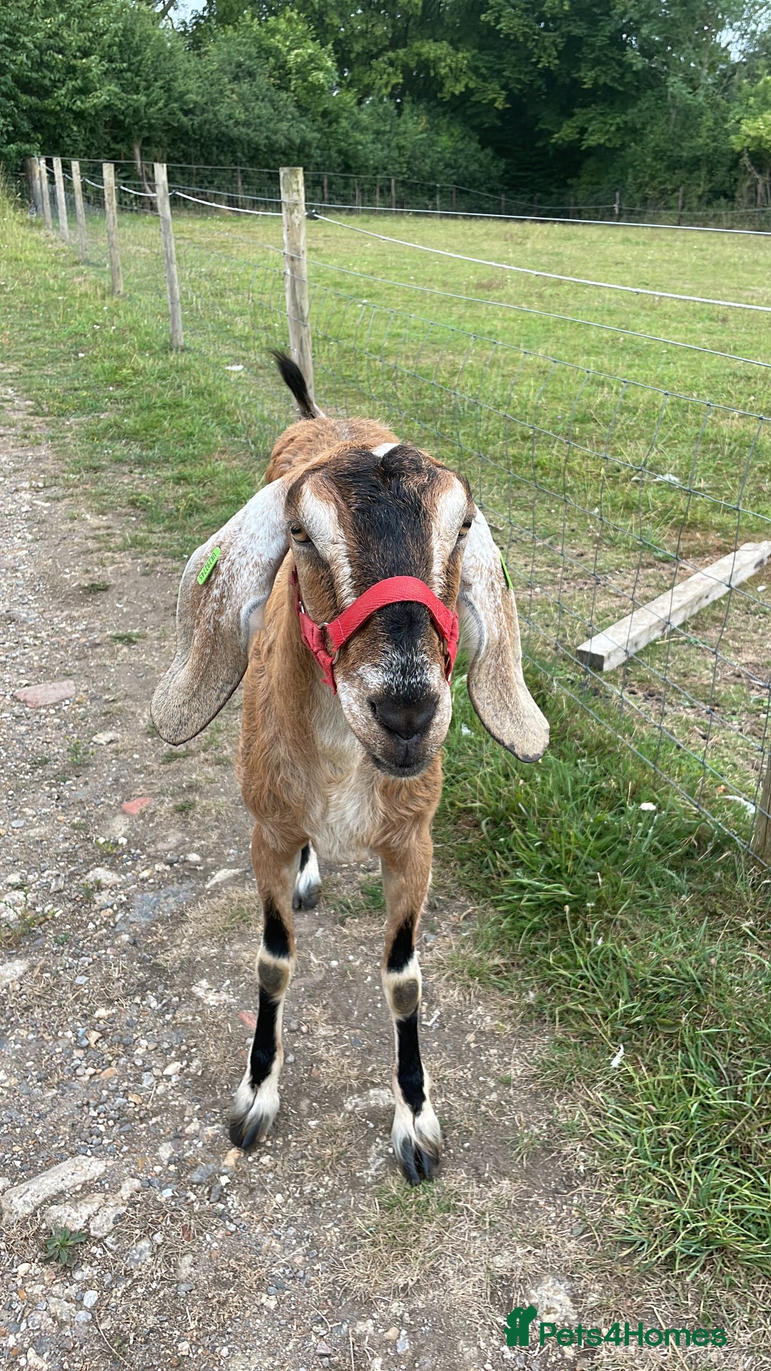 Goats livestock for sale: two angolo-Nubian goats  - Image 3