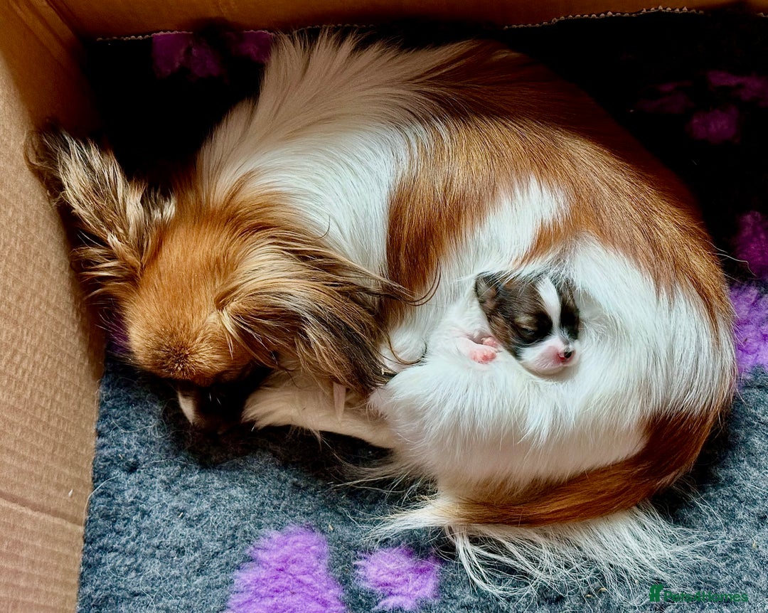 Papillon dogs for sale: 1 beautiful papillon girl puppy for sale - Image 9