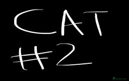 American Shorthair cats for sale: 2 BLACK FEMALE KITTENS FOR SALE - Image 8