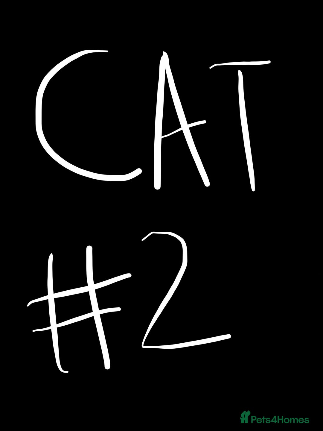American Shorthair cats for sale: 2 BLACK FEMALE KITTENS FOR SALE - Image 8