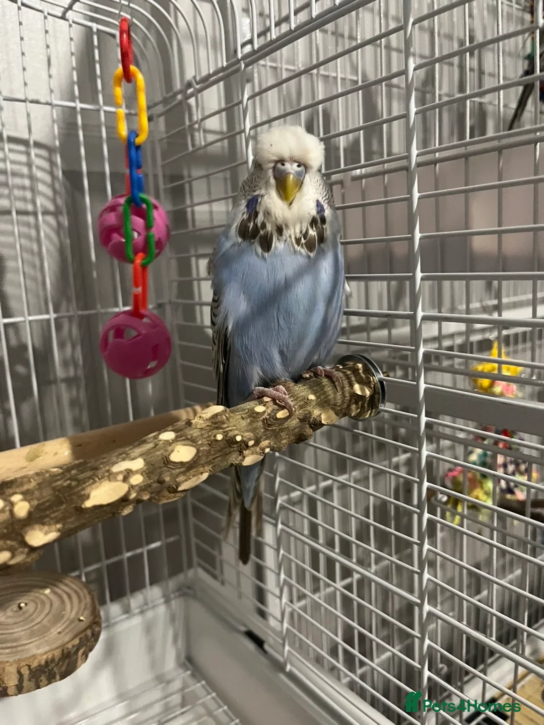 Budgerigars birds for sale: 1 normal and 1 exhibition budgie  - Advert 5