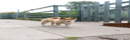 Japanese Shiba Inu dogs for sale: READY NOW Elite Japanese Shiba Inu puppies. - Advert 22