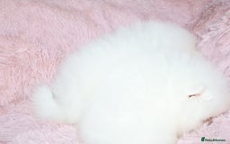 Pomeranian dogs for sale: READY NOW-REDUCED!! TRUE TEDDY BEAR POMERANIAN - Image 18
