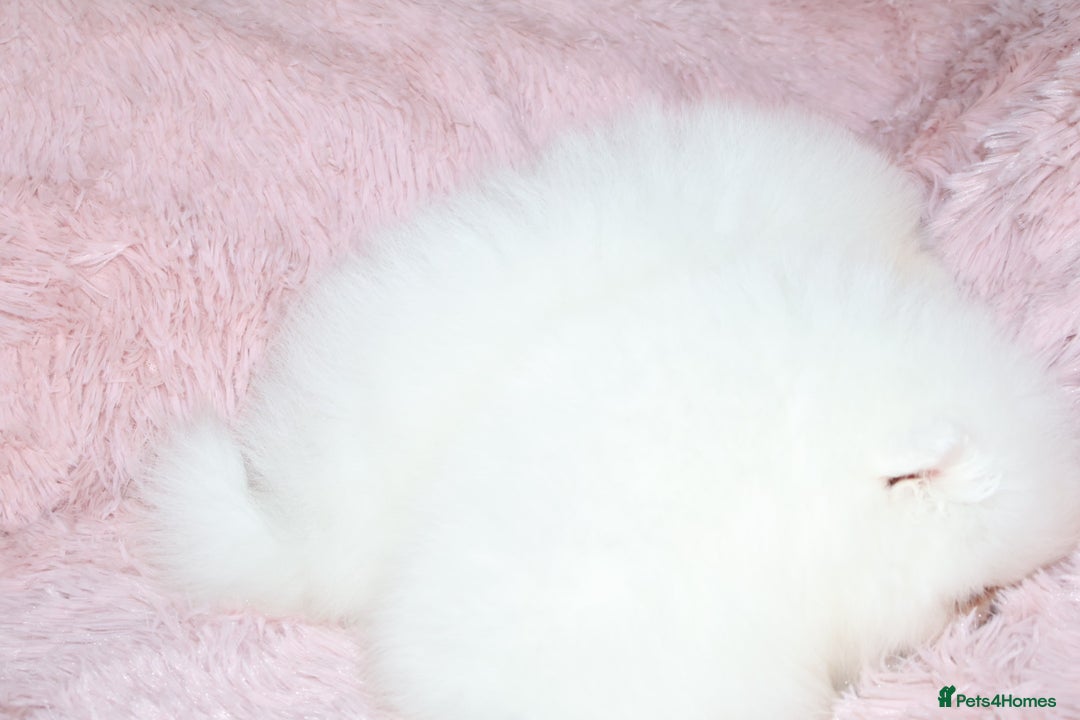 Pomeranian dogs for sale: READY NOW-REDUCED!! TRUE TEDDY BEAR POMERANIAN - Image 18