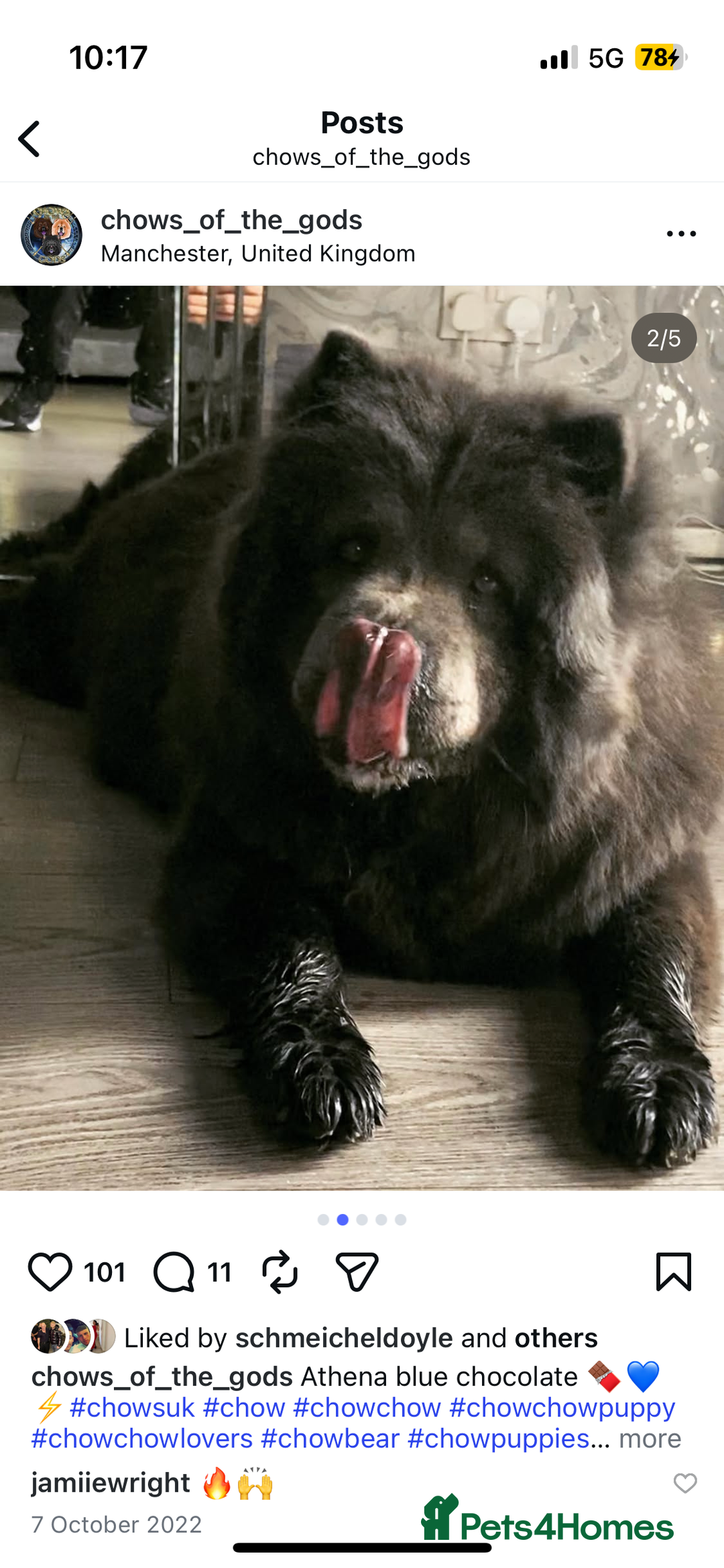 Chow Chow dogs for sale: 6 lovely chow chows for sale 😻 - Advert 4