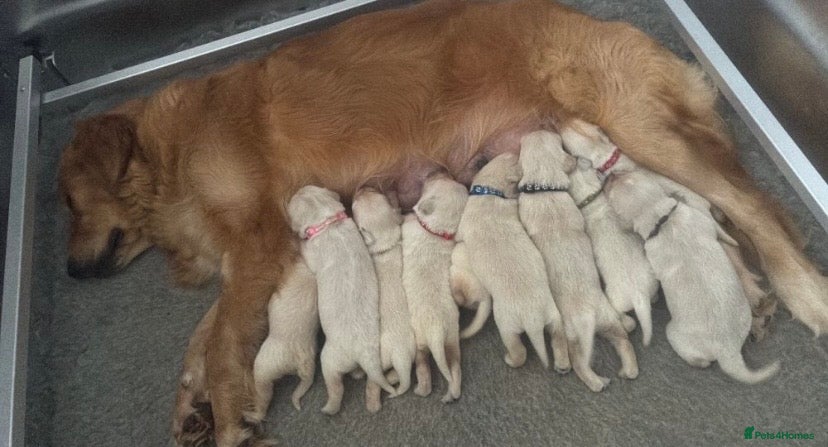 Golden Retriever dogs *chunky golden retriever puppies* Top Quality ! - Advert 1