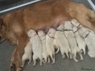 Golden Retriever dogs *chunky golden retriever puppies* Top Quality ! - Advert 2