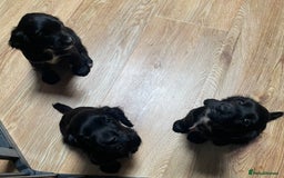 Cocker Spaniel dogs for sale: 1 Beautiful KC Reg working cocker bitch left! - Image 10