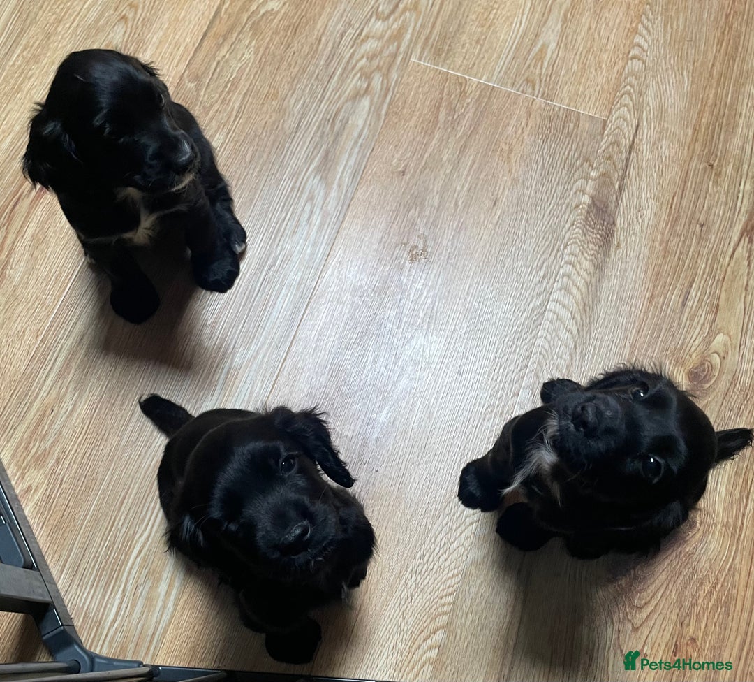 Cocker Spaniel dogs for sale: 1 Beautiful KC Reg working cocker bitch left! - Image 10