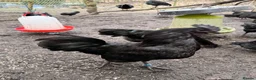 Chickens poultry for sale: Ayam cemani roosters  - Advert 3