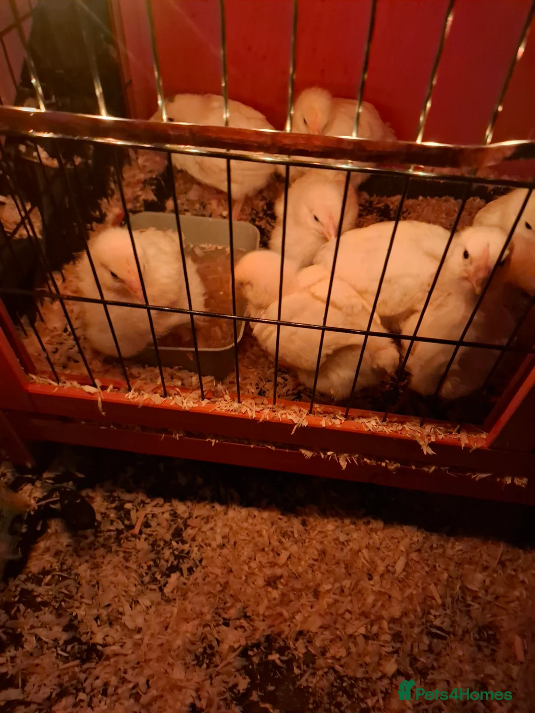 Chickens poultry for sale: Meat chicks  - Advert 1