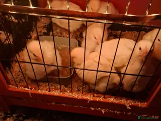 Chickens poultry Meat chicks - Advert 1
