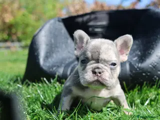 French Bulldog dogs French bulldogs for sale - Advert 14