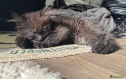 British Longhair cats for sale: Super fluffy kittens READY NOW!!  - Image 9