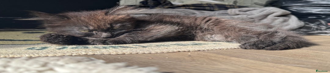 British Longhair Kitten 2