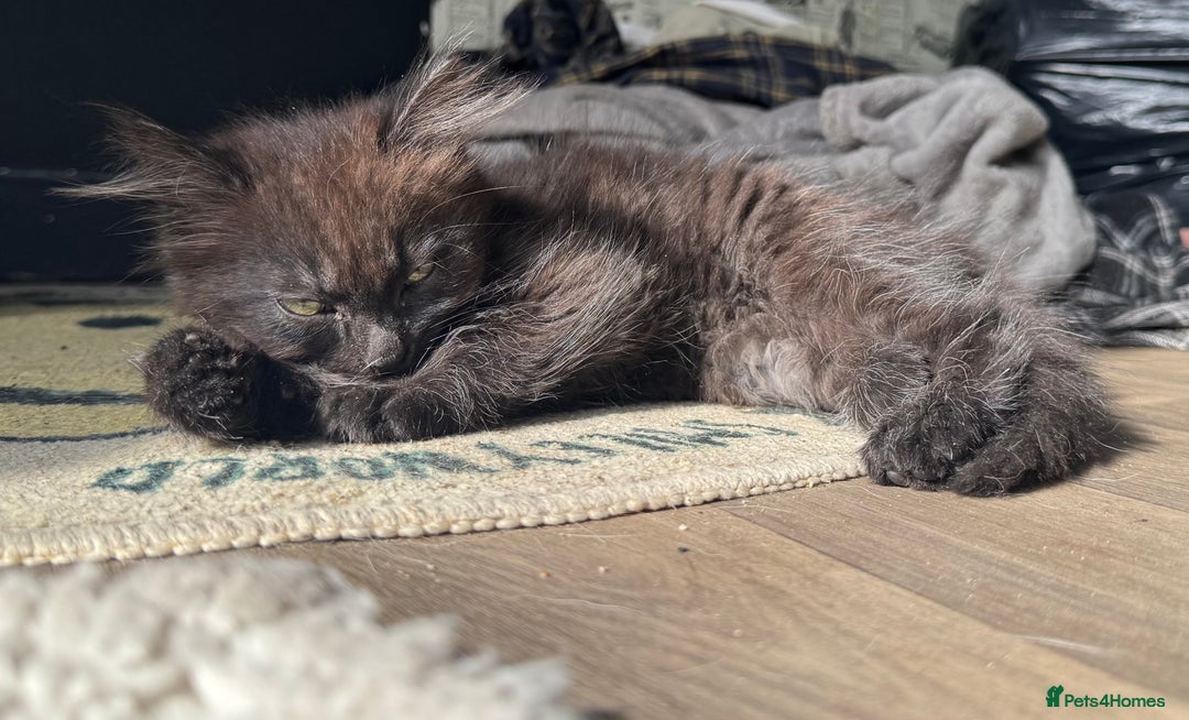 British Longhair cats for sale: Super fluffy kittens READY NOW!!  - Image 9