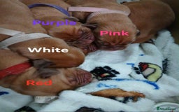 Dogue De Bordeaux dogs for sale: Dogue De Bordeaux puppies - Advert 3