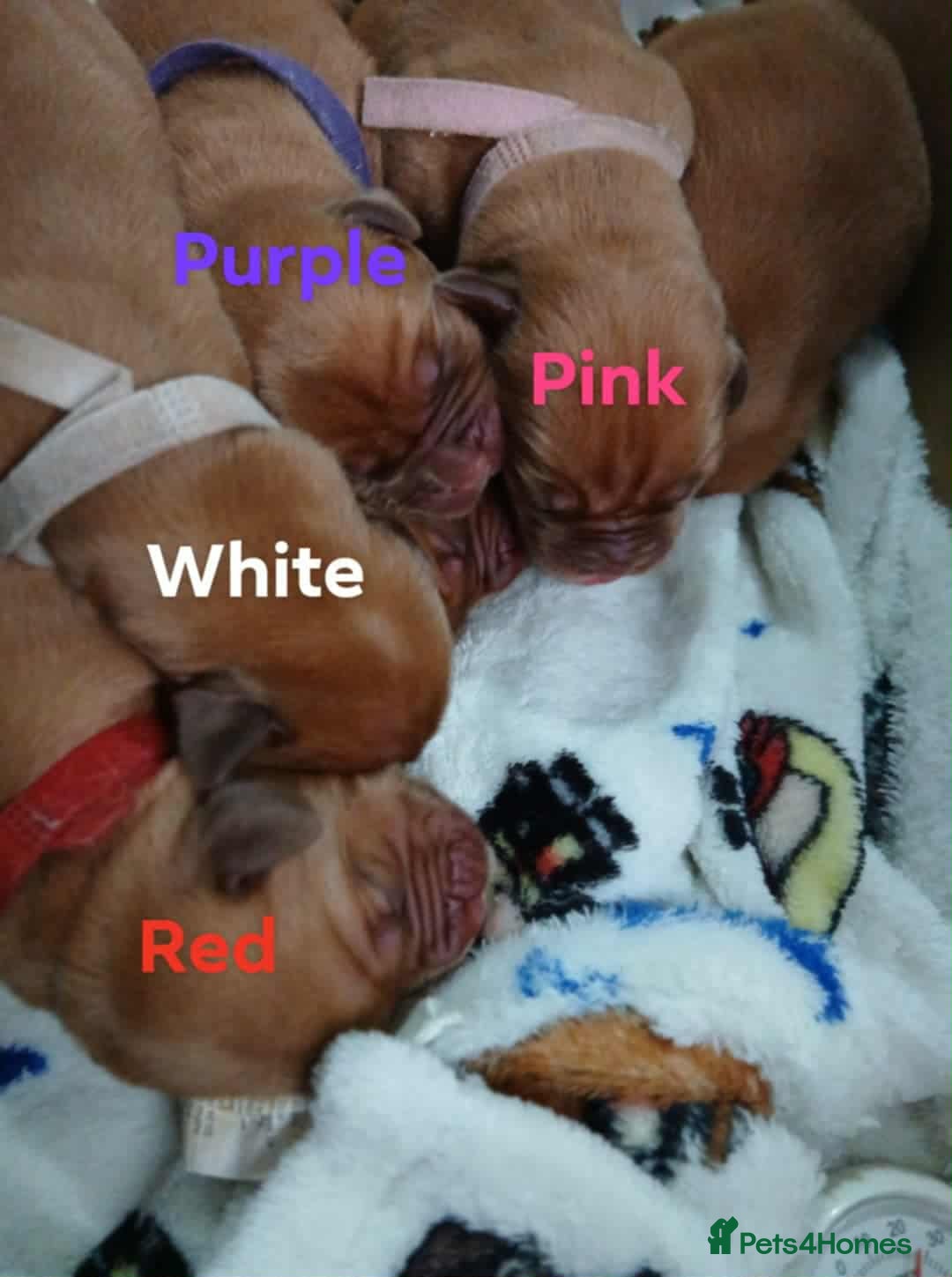 Dogue De Bordeaux dogs for sale: Dogue De Bordeaux puppies - Advert 3