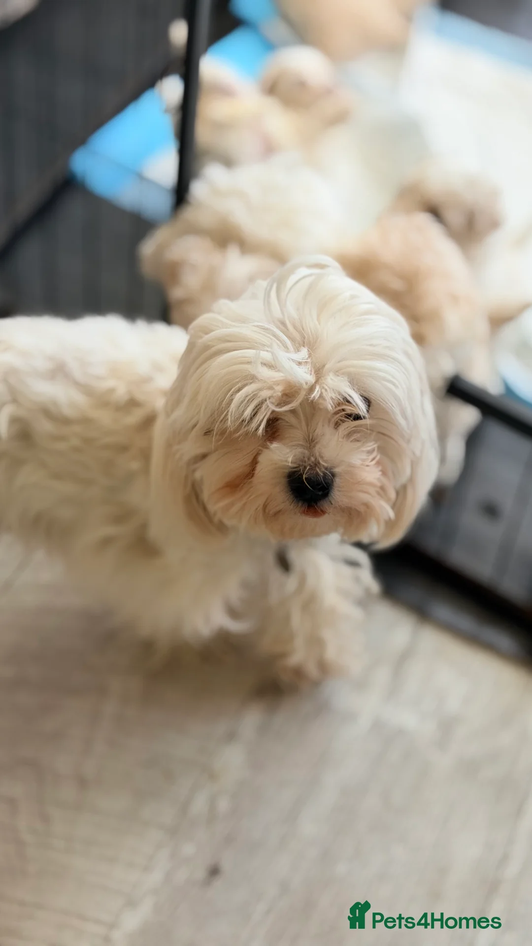 Maltipoo dogs for sale: Asian Toy Maltipoos  - Advert 11