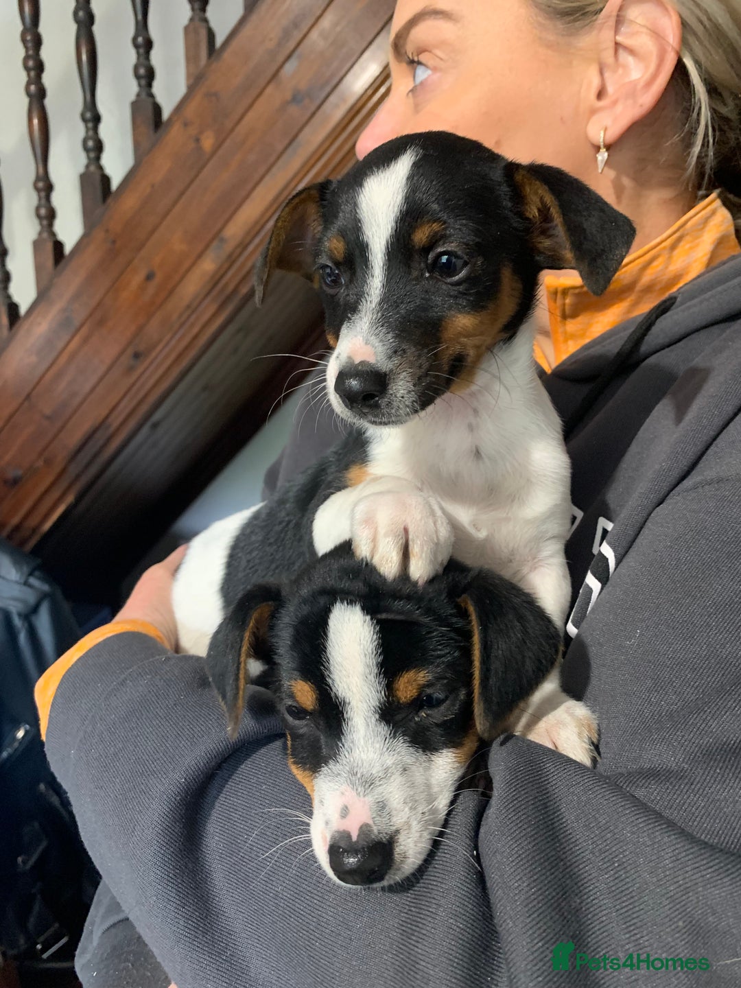 Jack Russell dogs for sale: Miniature jack russel puppies - Image 1