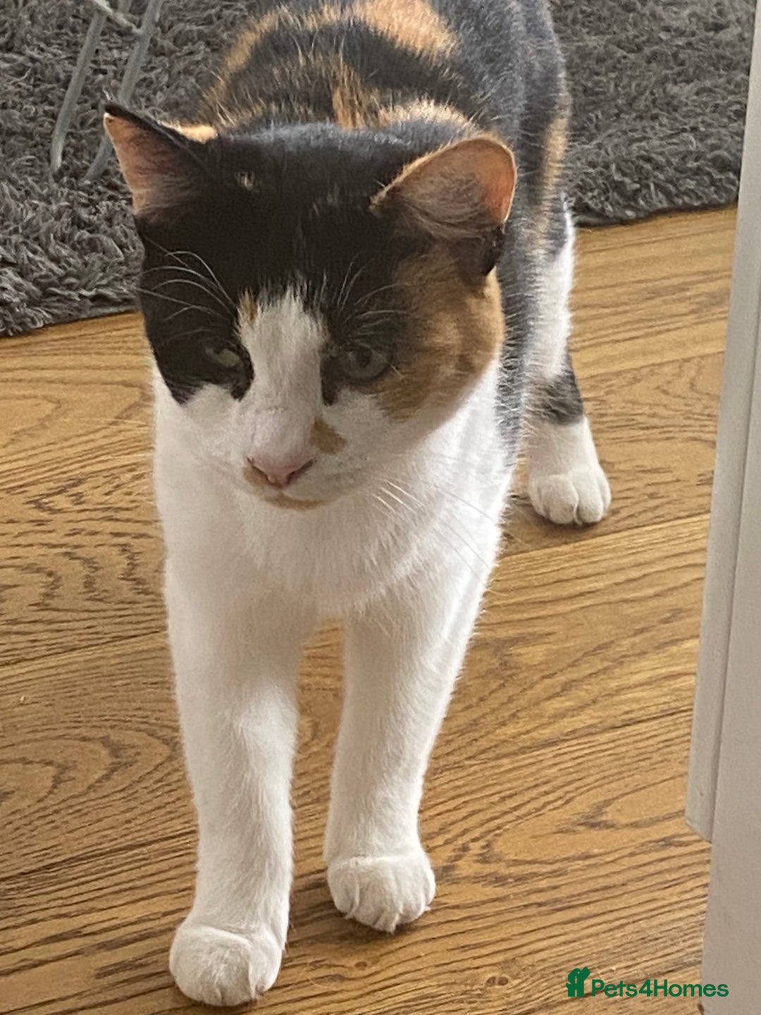 Mixed Breed cats for sale: Gorgeous little lady needs new home - Image 4
