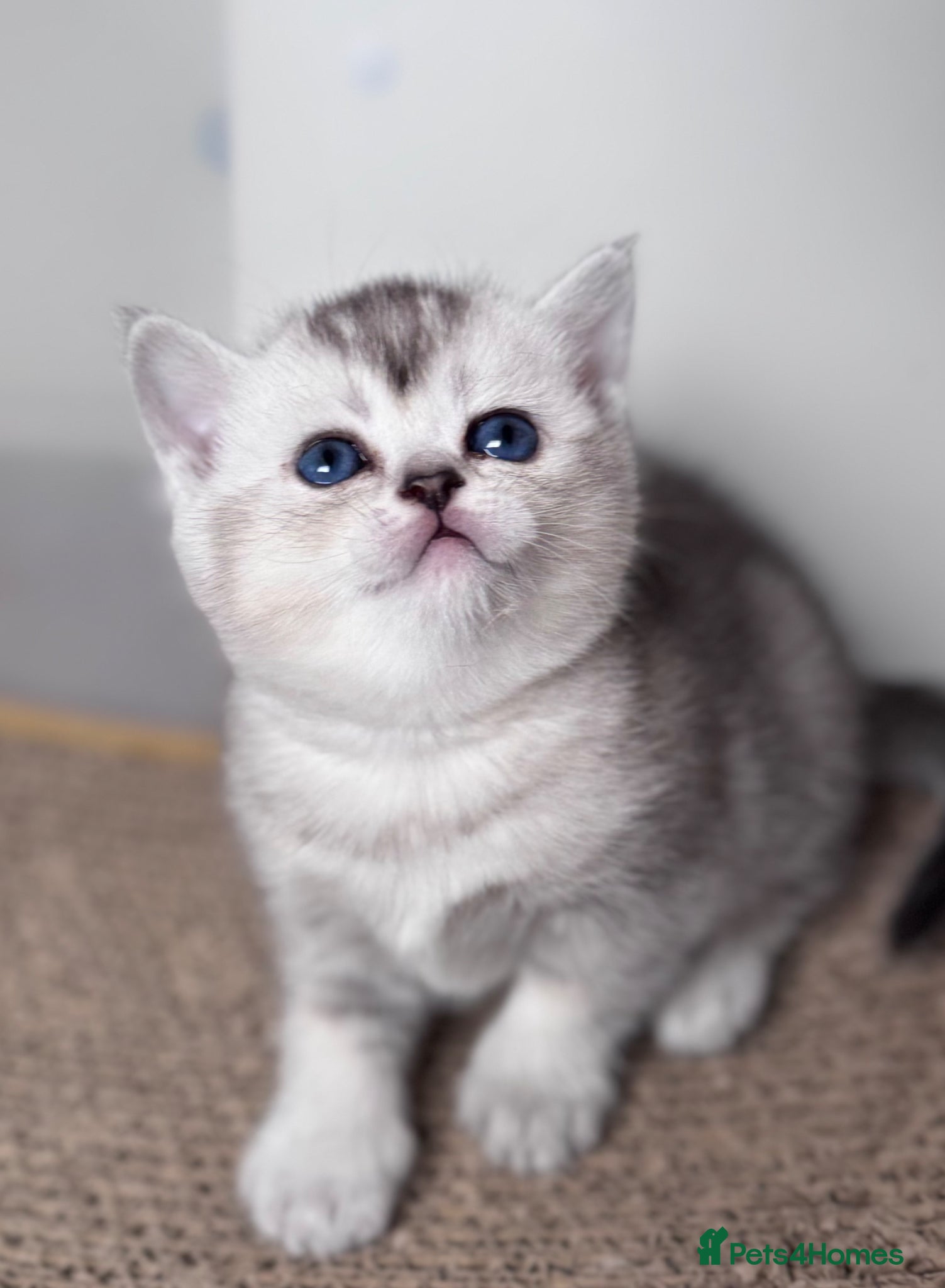 Scottish Fold cats 💎 Beautiful Pedigree Scottish Straight Kittens 😻 - Advert 1