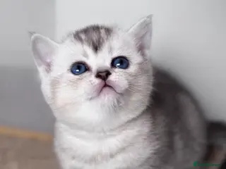 Scottish Fold cats 💎 Beautiful Pedigree Scottish Straight Kittens 😻 - Advert 14