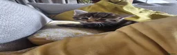 Maine Coon cats for sale: Maine Coon X kittens - Advert 8