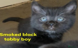 British Shorthair cats for sale:  Ready now. British shorthair kittens  - Image 4
