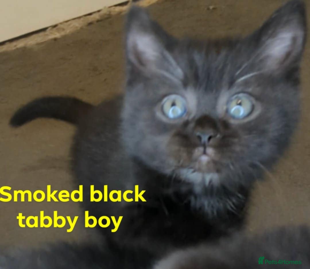British Shorthair cats for sale:  Ready now. British shorthair kittens  - Image 4