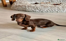 Miniature Dachshund dogs for sale: Male and female miniature dachshunds - Image 3