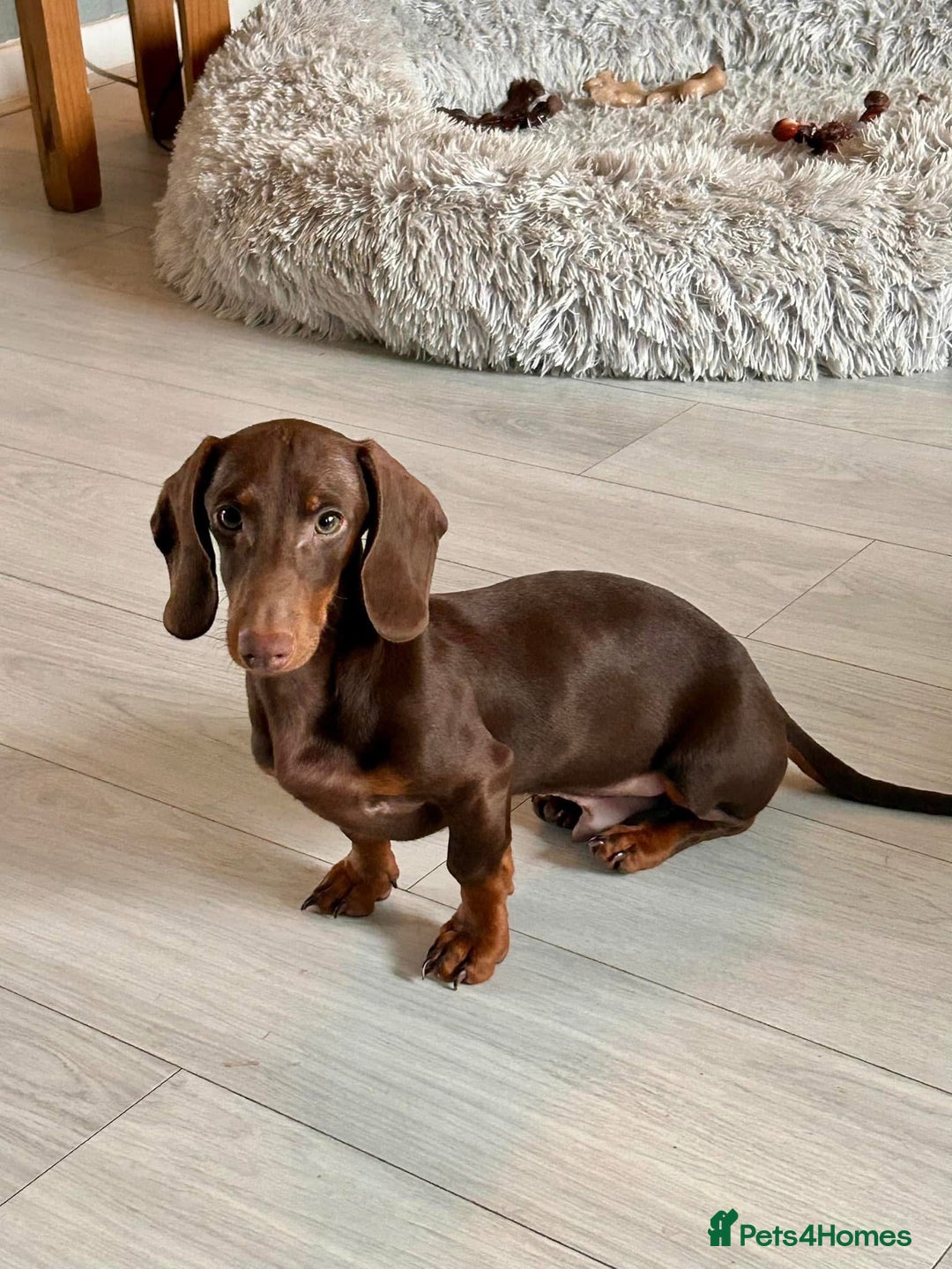 Miniature Dachshund dogs for sale: Male and female miniature dachshunds - Image 3