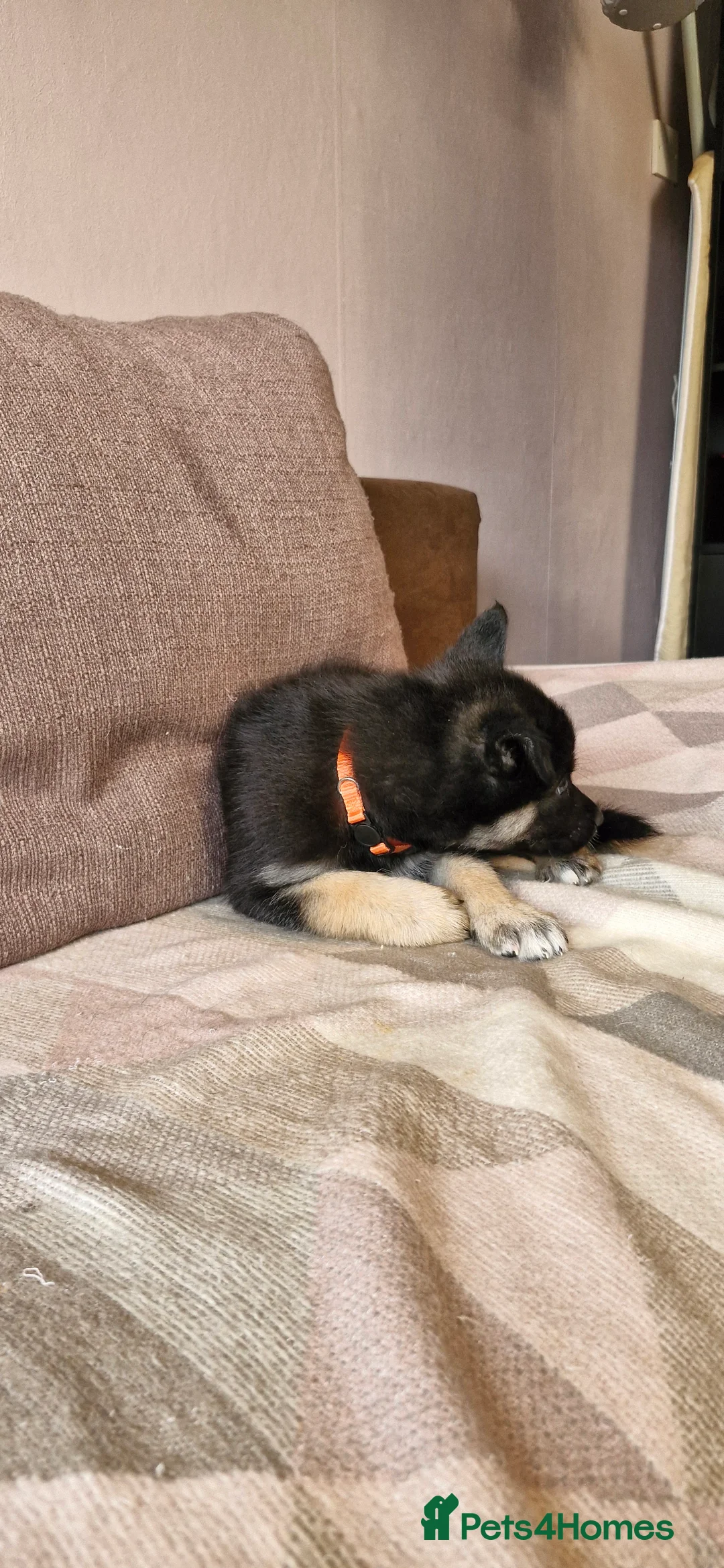 Mixed Breed dogs for sale: German sheperd Malamute  - Advert 30