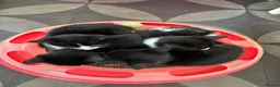 Mixed Breed cats for sale: Kittens  - Advert 4