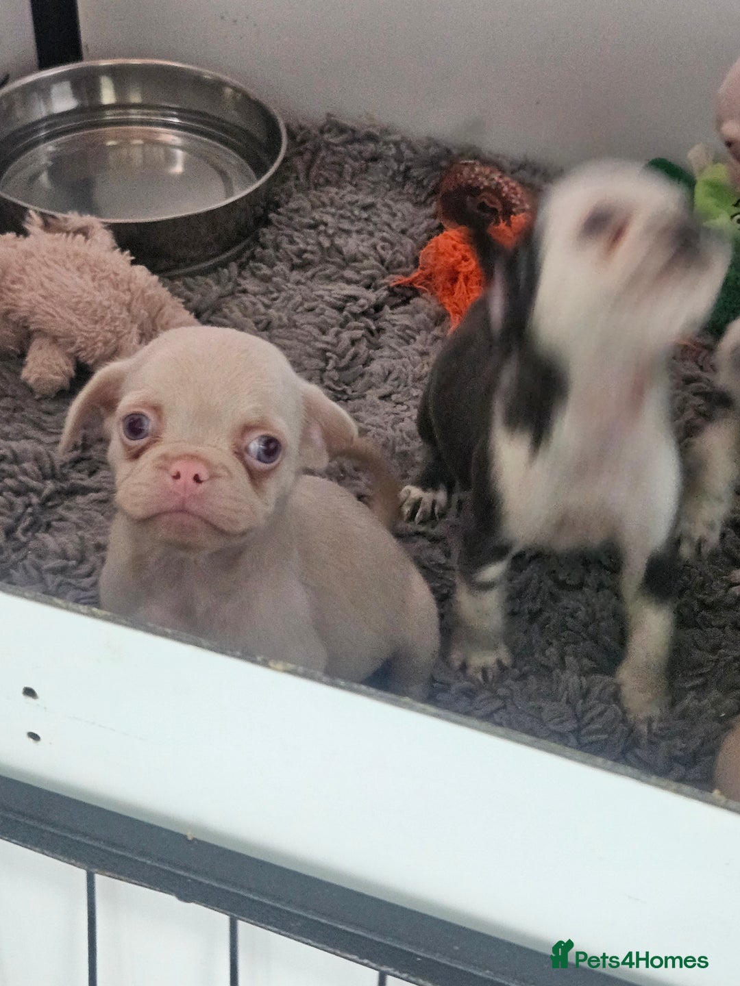 Pug dogs for sale: Stunning quality frug puppies - Image 10