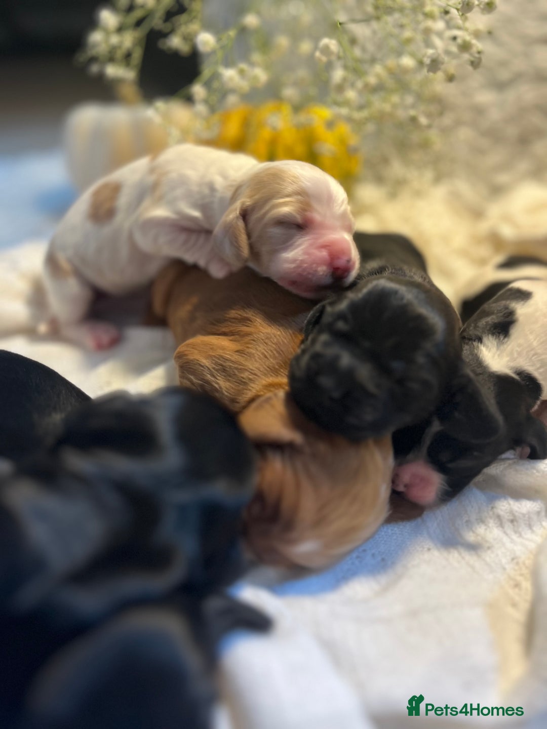 Cocker Spaniel dogs for sale: FAMILY RAISED SHOW TYPE COCKER SPANIEL PUPPIES - Advert 16