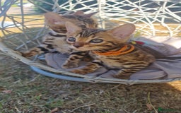 Bengal cats for sale: 3 Gorgeous Bengals kittens 😻😻❤️❤️❤️ - Image 5