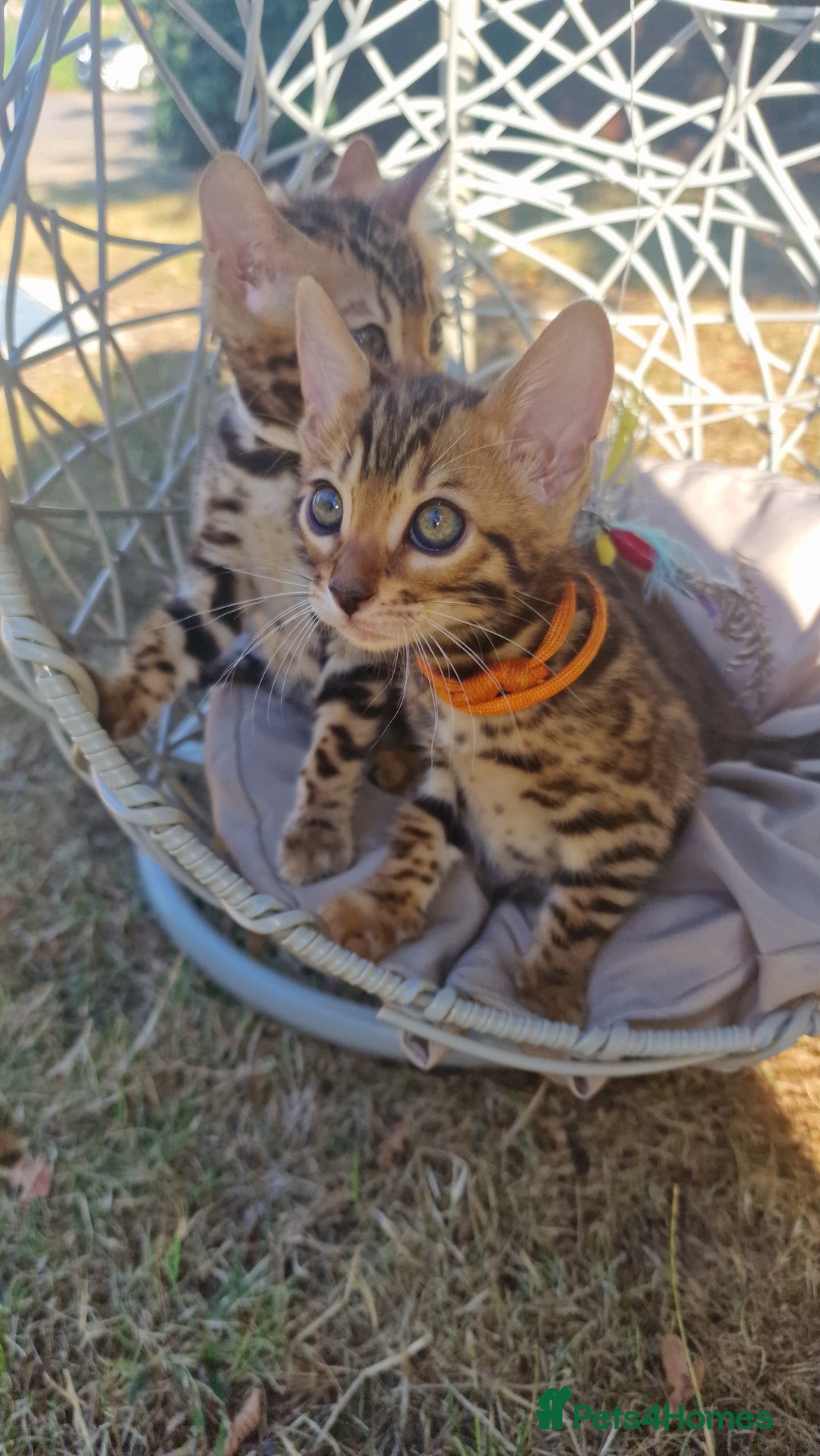 Bengal cats for sale: 3 Gorgeous Bengals kittens 😻😻❤️❤️❤️ - Image 5